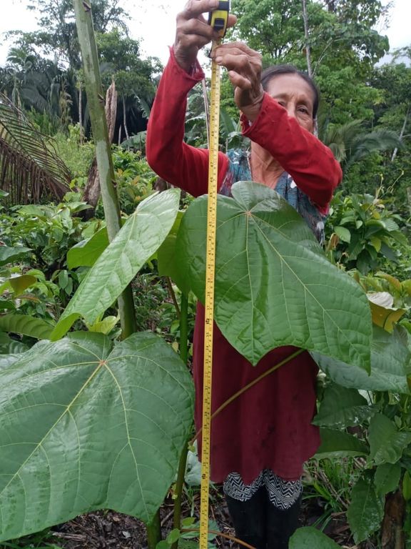 Dansk skovrejsnings NGO planter hurtigvoksende træer i Amazonas